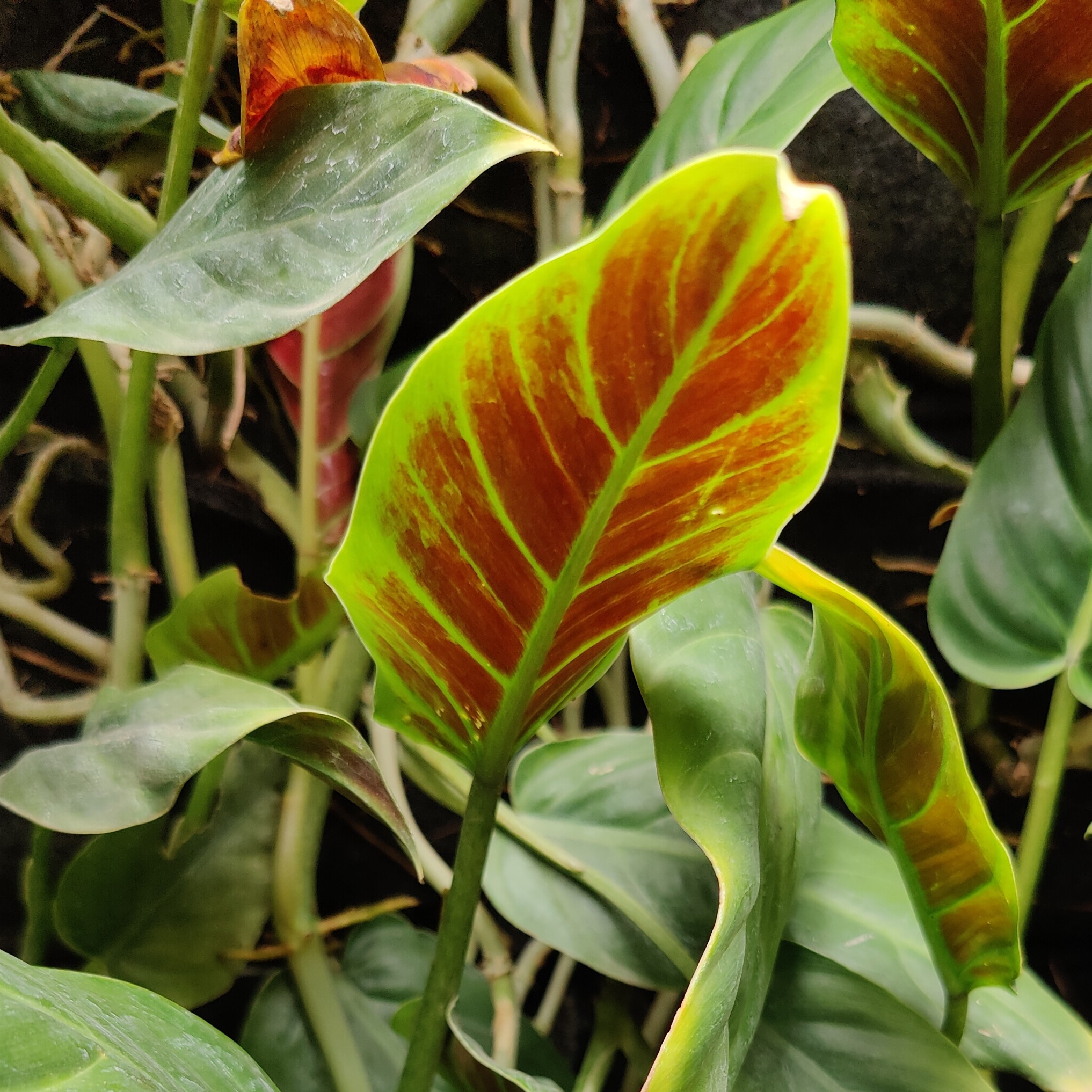 Philodendron Subhastatum